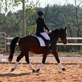 Horseback Riding Lessons at foothills Equestrian Center